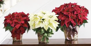 Poinsettia flowers by rickea professional event stylist floral designer clear lake league city pasadena houston texas